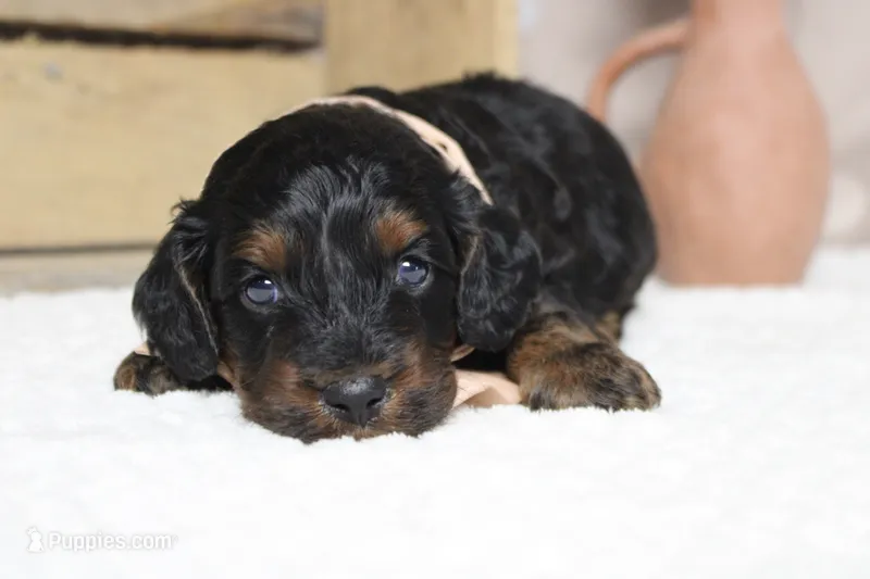 Rocky  – Cockapoo puppy for sale in Trenton, MO