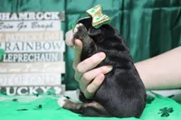 Olive, a female Bernese Mountain Dog for sale in Trenton, MO – Photo 8 of 8