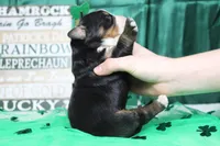 Olive, a female Bernese Mountain Dog for sale in Trenton, MO – Photo 7 of 8