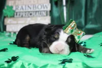 Olive, a female Bernese Mountain Dog for sale in Trenton, MO – Photo 6 of 8