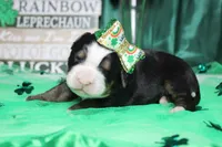 Olive, a female Bernese Mountain Dog for sale in Trenton, MO – Photo 3 of 8