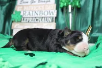 Olive, a female Bernese Mountain Dog for sale in Trenton, MO – Photo 5 of 8