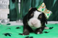 Olive, a female Bernese Mountain Dog for sale in Trenton, MO – Photo 1 of 8