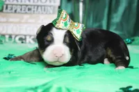 Olive, a female Bernese Mountain Dog for sale in Trenton, MO – Photo 4 of 8