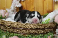 Storm , a male Siberian Husky for sale in Trenton, MO – 6 of 10
