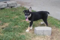 Dahlia , a male Siberian Husky and Miniature Aussiedoodle for sale in Trenton, MO – 8 of 9