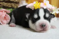 Sasha , a female Siberian Husky for sale in Trenton, MO – 6 of 8