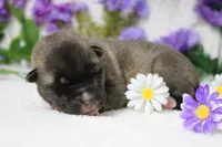 Macintosh, a male Akita for sale in Trenton, MO – Photo 7 of 9