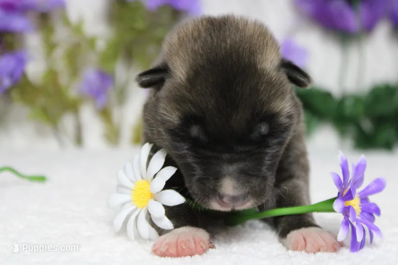 Macintosh – Akita puppy for sale in Trenton, MO