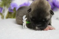 Macintosh, a male Akita for sale in Trenton, MO – Photo 4 of 9