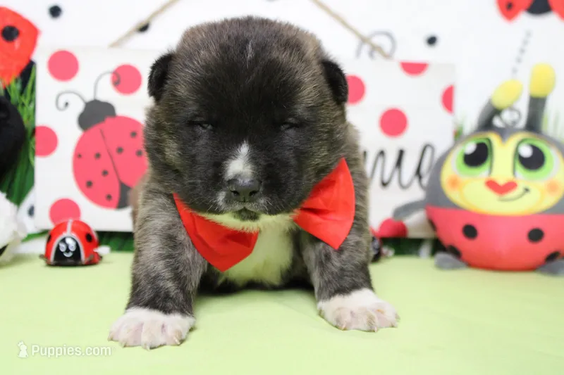 Macintosh – Akita puppy for sale in Trenton, MO