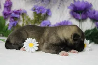 Macintosh, a male Akita for sale in Trenton, MO – Photo 9 of 9