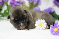 Macintosh, a male Akita for sale in Trenton, MO – Photo 6 of 9