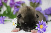 Macintosh, a male Akita for sale in Trenton, MO – Photo 2 of 9