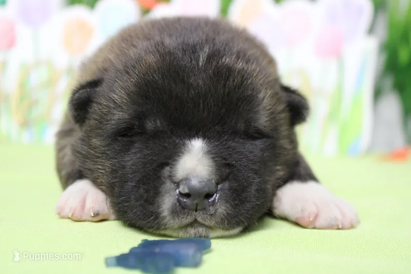 Macintosh – Akita puppy for sale in Trenton, MO