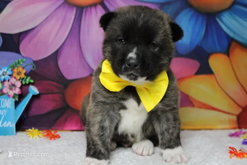 Macintosh – Akita puppy for sale in Trenton, MO