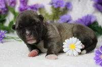 Macintosh, a male Akita for sale in Trenton, MO – Photo 5 of 9