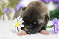 Macintosh, a male Akita for sale in Trenton, MO – Photo 3 of 9