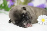 Macintosh, a male Akita for sale in Trenton, MO – Photo 8 of 9