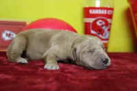 Coconut , a male Golden Retriever for sale in Trenton, MO – 4 of 7