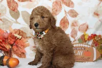 Seville, a male Poodle - Miniature  for sale in Trenton, MO – 7 of 8