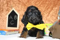 Toffee , a male Cockapoo for sale in Trenton, MO – 6 of 6