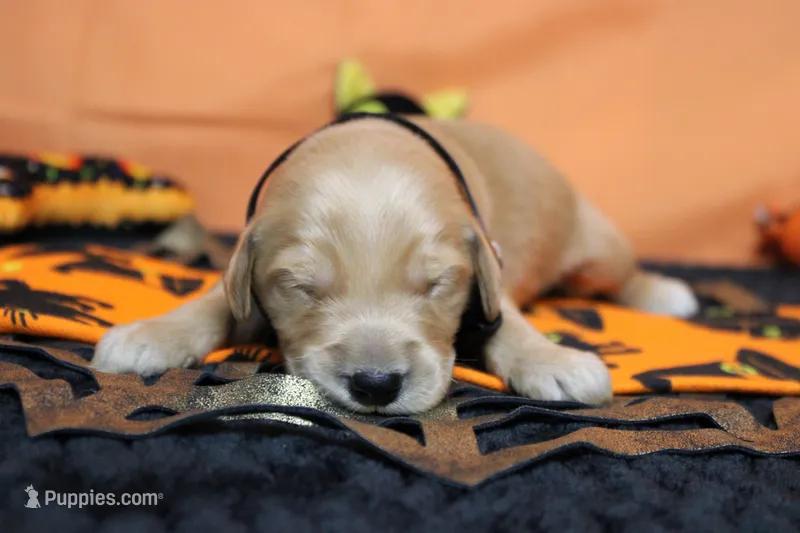 Yuzu – Golden Retriever puppy for sale in Trenton, MO