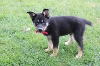 Bergamont , a male Siberian Husky and Miniature Aussiedoodle for sale in Trenton, MO – 4 of 9