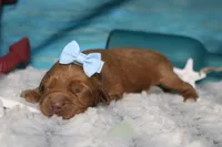 Parfait , a female Cocker Spaniel and Poodle - Toy  for sale in Trenton, MO – 3 of 7