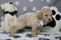 Willie , a male Poodle - Toy  and Havapoo for sale in Trenton, MO – 8 of 10