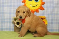 Brioche , a male Golden Retriever for sale in Trenton, MO – 5 of 6