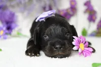 Pandora , a female Poodle - Toy  for sale in Trenton, MO – 6 of 10