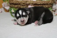 Koda , a male Siberian Husky for sale in Trenton, MO – 9 of 10