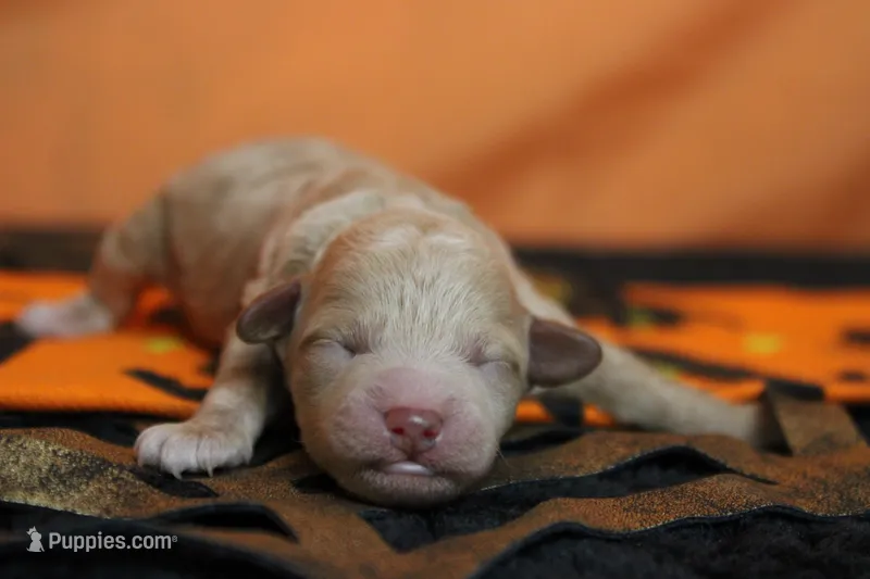 Aramis  – Havapoo puppy for sale in Trenton, MO