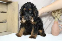 Toffee , a male Cockapoo for sale in Trenton, MO – 3 of 9