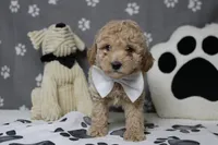 Willie , a male Poodle - Toy  and Havapoo for sale in Trenton, MO – 10 of 10