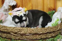 Freya , a female Siberian Husky for sale in Trenton, MO – 4 of 10