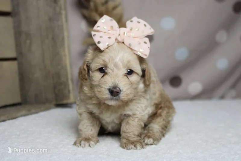 Violet  – Poodle - Toy , Havapoo puppy for sale in Trenton, MO
