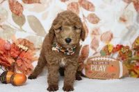 Seville, a male Poodle - Miniature  for sale in Trenton, MO – 5 of 8