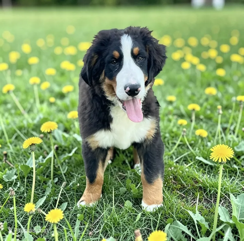 Moose  – Bernese Mountain Dog puppy for sale in Trenton, MO