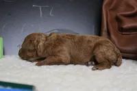 Tangerine, a female Poodle - Miniature  for sale in Trenton, MO – 4 of 6