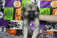 Conner, a male Keeshond for sale in Trenton, MO – 2 of 9
