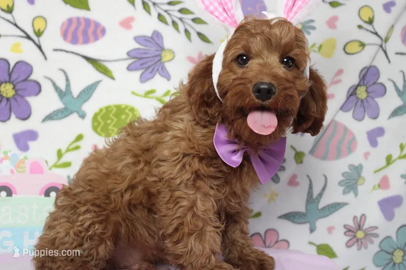 Cinnamon – Cavalier King Charles Spaniel, Poodle - Toy  puppy for sale in Trenton, MO