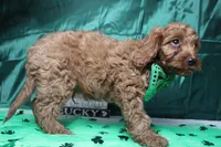 Cinnamon, a male Cavalier King Charles Spaniel and Poodle - Toy  for sale in Trenton, MO – Photo 7 of 8