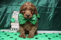 Cinnamon, a male Cavalier King Charles Spaniel and Poodle - Toy  for sale in Trenton, MO – Photo 2 of 8