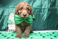 Cinnamon, a male Cavalier King Charles Spaniel and Poodle - Toy  for sale in Trenton, MO – Photo 1 of 8