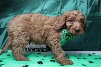 Cinnamon, a male Cavalier King Charles Spaniel and Poodle - Toy  for sale in Trenton, MO – Photo 8 of 8