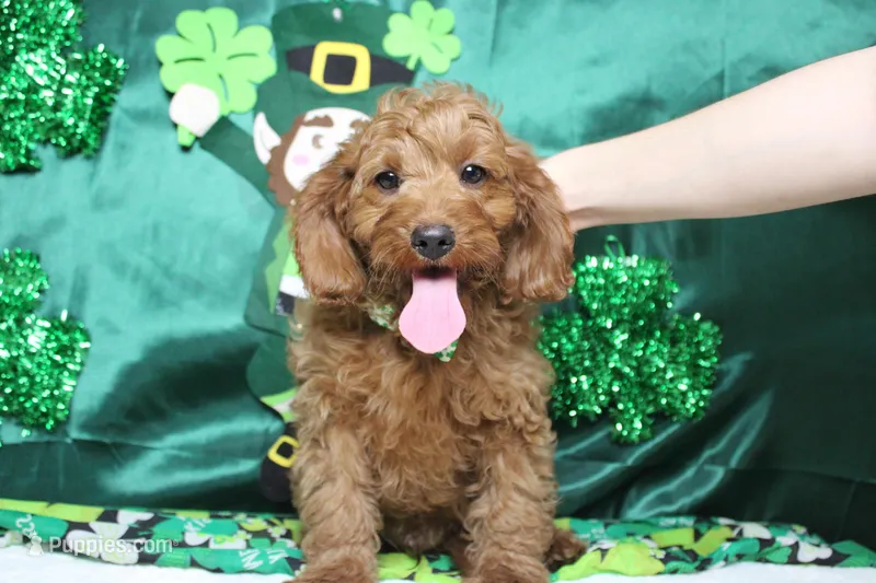 Cinnamon – Cavalier King Charles Spaniel, Poodle - Toy  puppy for sale in Trenton, MO