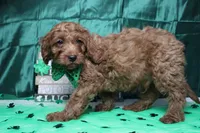 Cinnamon, a male Cavalier King Charles Spaniel and Poodle - Toy  for sale in Trenton, MO – Photo 5 of 8