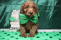 Cinnamon, a male Cavalier King Charles Spaniel and Poodle - Toy  for sale in Trenton, MO – Photo 3 of 8